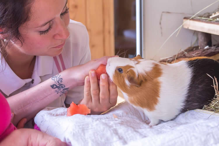 This shows a patient holding a guinea pig