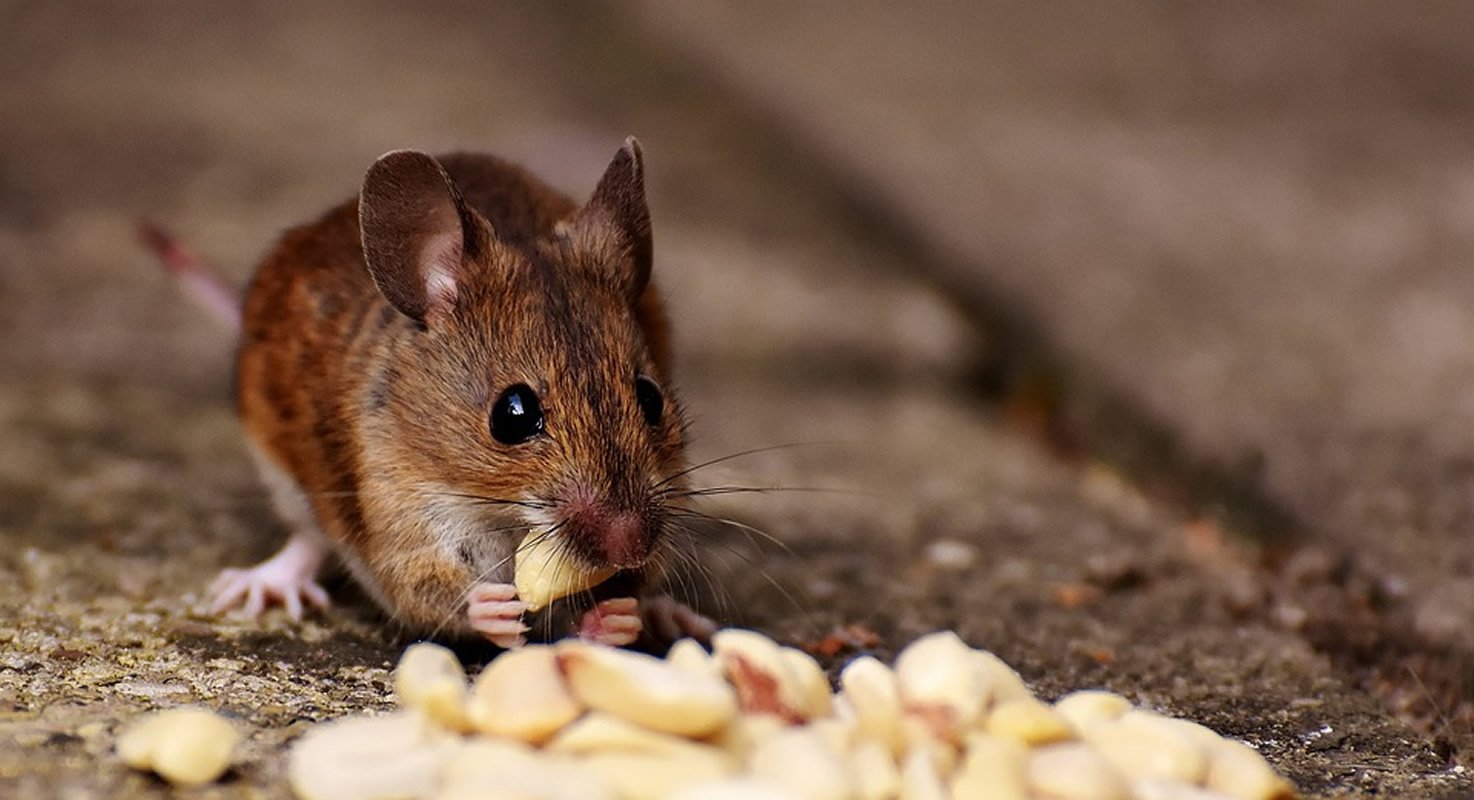 This shows a mouse eating a nut