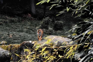 This shows a tiger on a rock