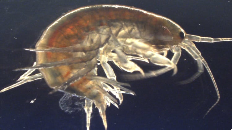 This shows a freshwater shrimp