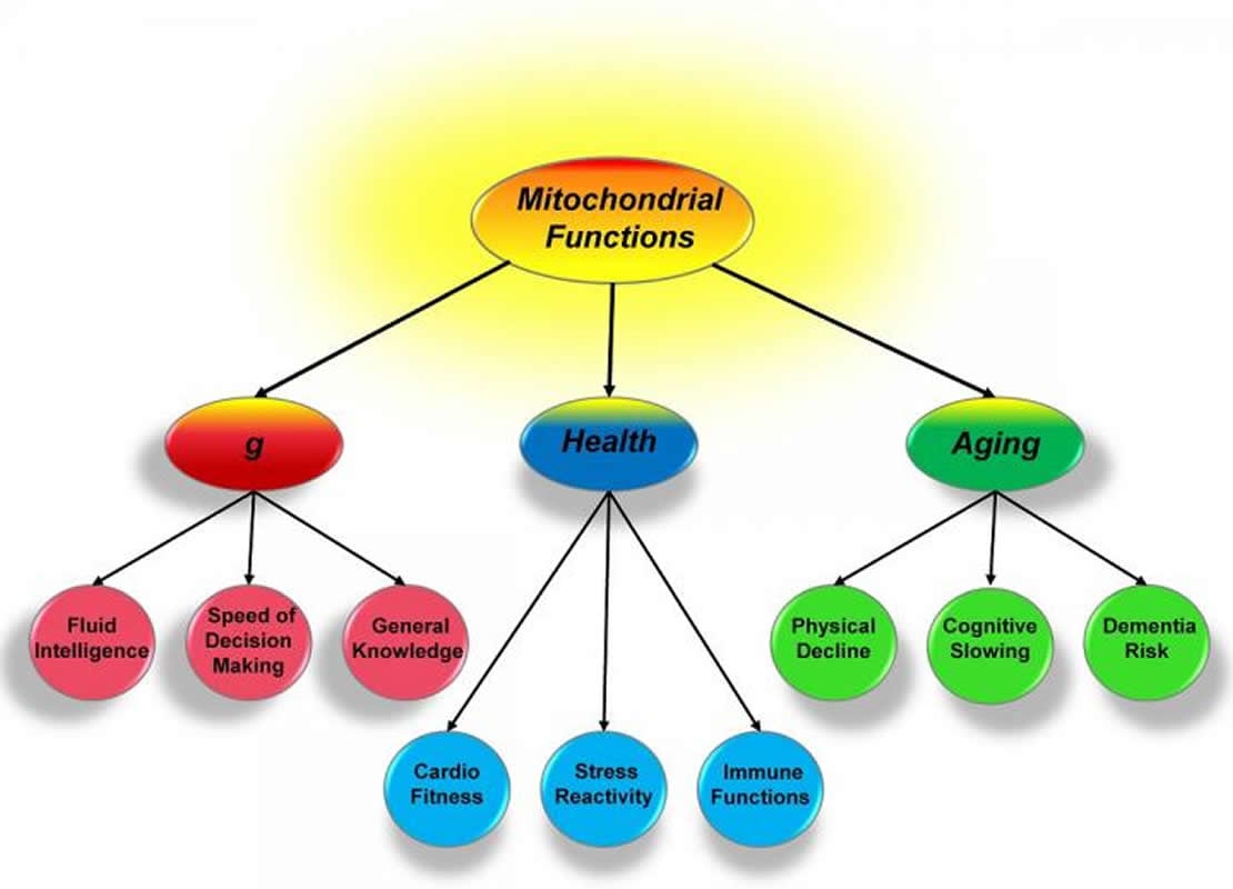 This flow diagram shows the link between mitochondria, health and aging