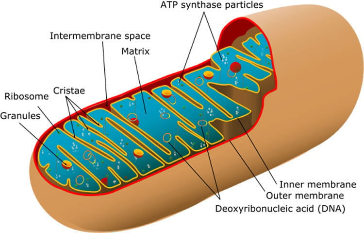 This is a diagram of mitochondria