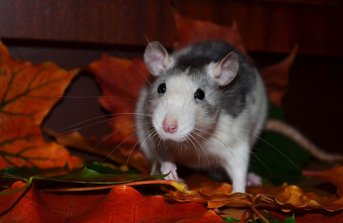 This is a super cute rat