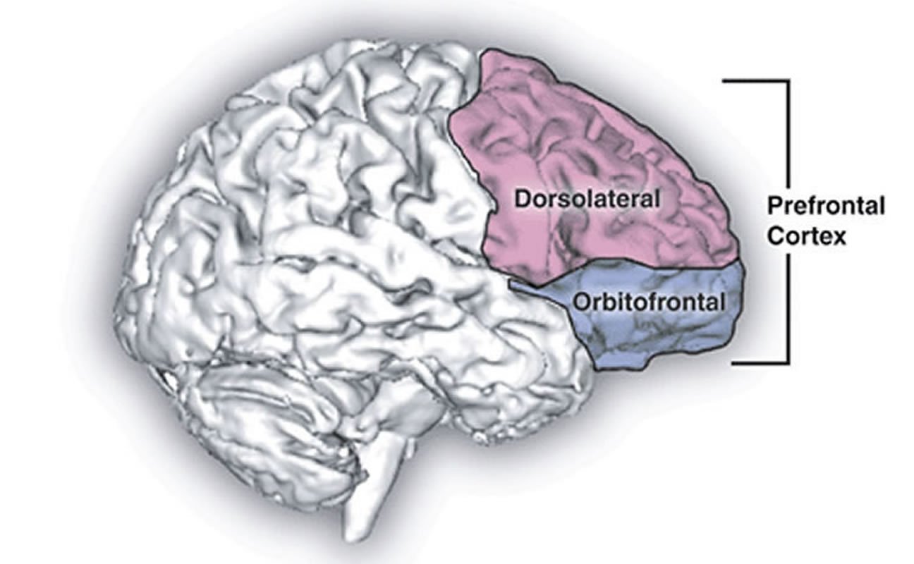 The prefrontal cortex in the brain is highlighted here