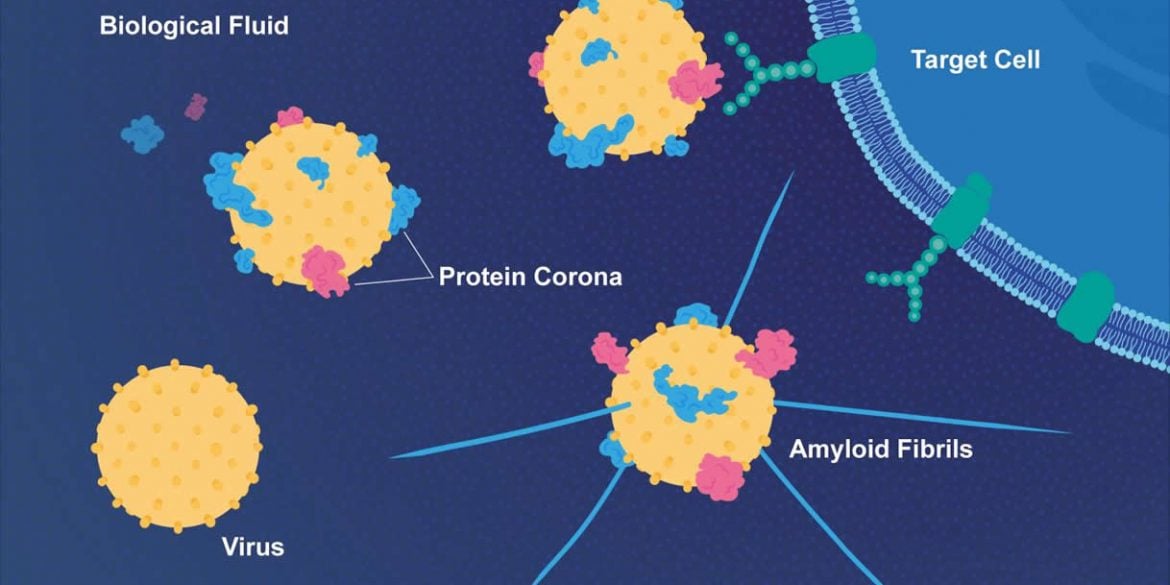 This is a diagram of the viral proteins