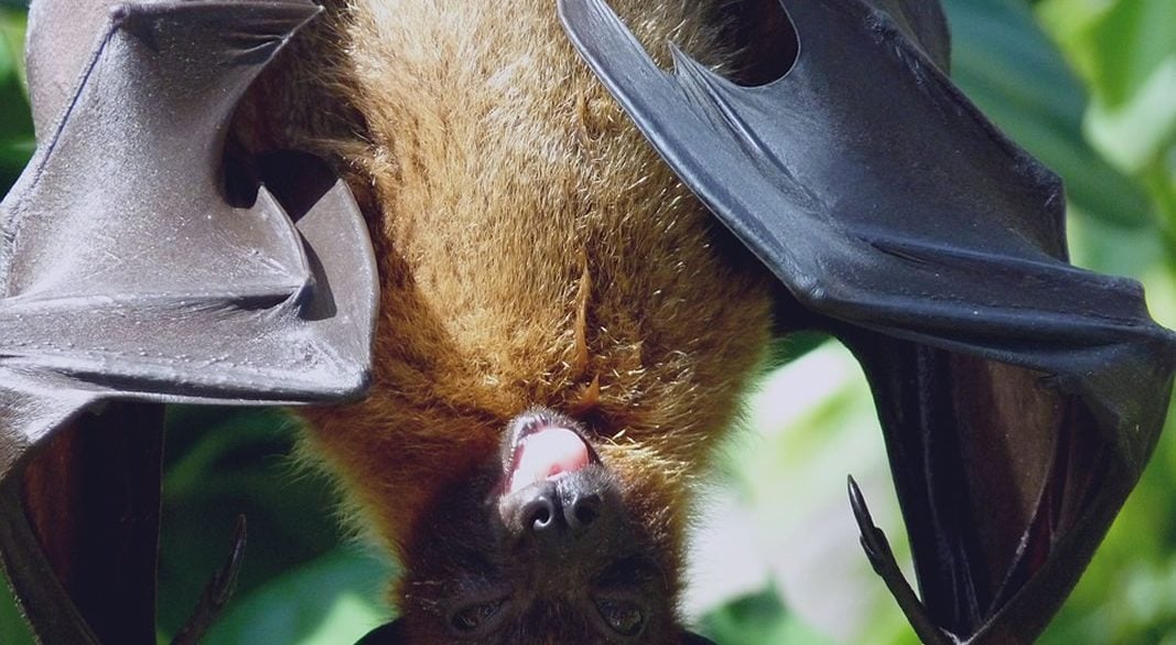 This is a bat sticking its tongue out