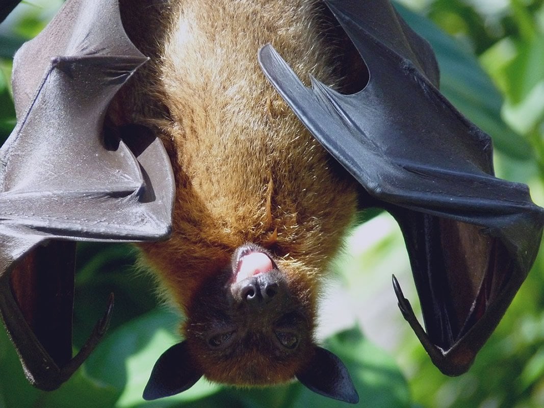 This is a bat sticking its tongue out