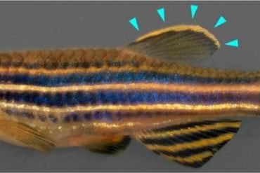 This is a zebrafish