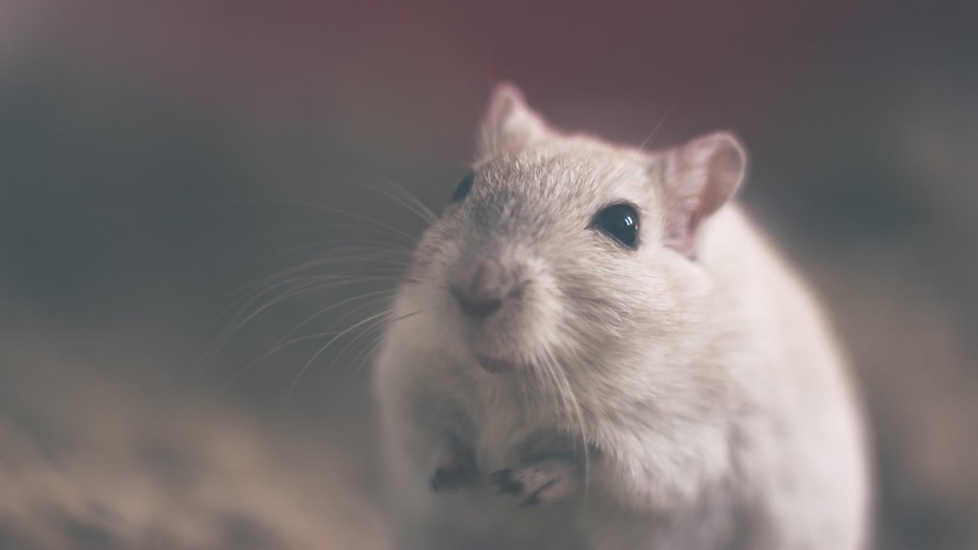 This is a cute mouse