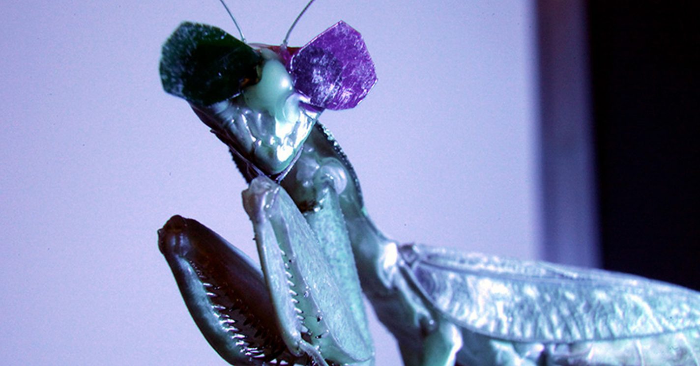 This shows a praying mantis wearing the 3D glasses