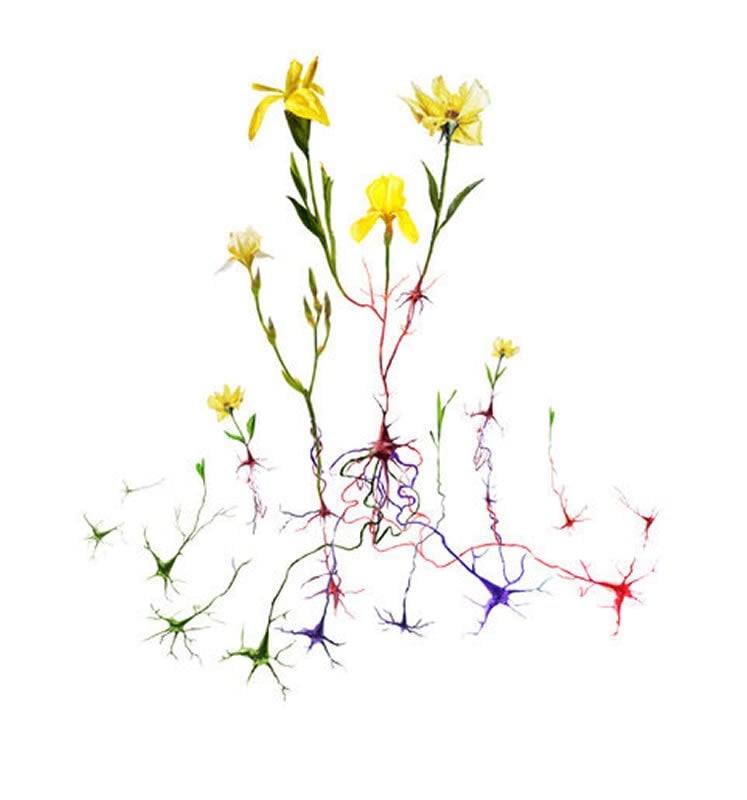 This shows neurons and flowers