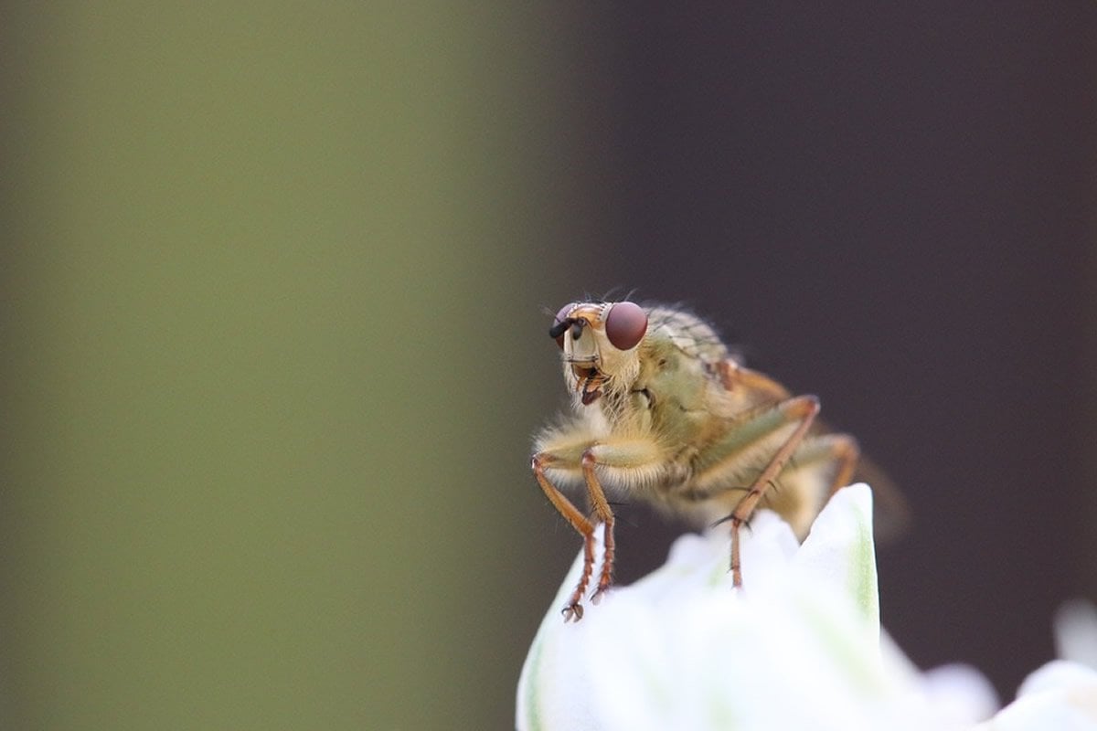 This is a fruit fly