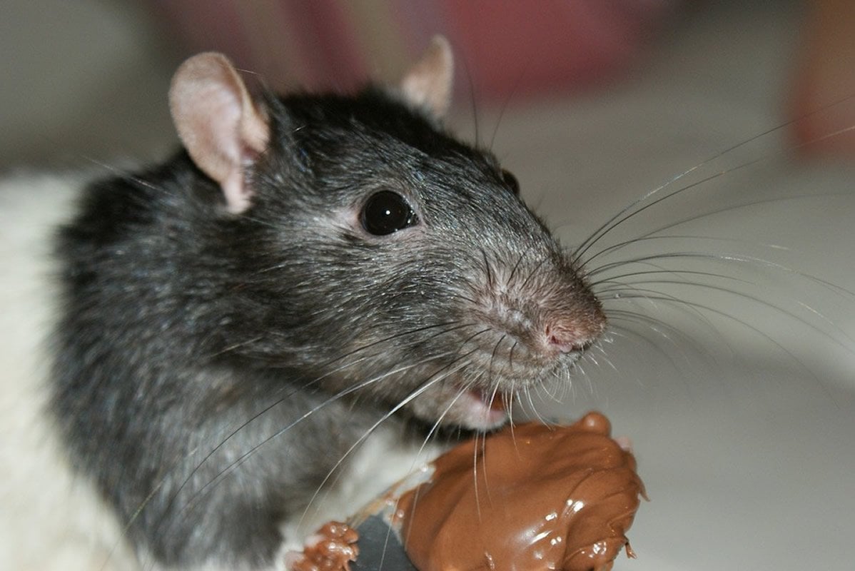 This shows a rat eating chocolate