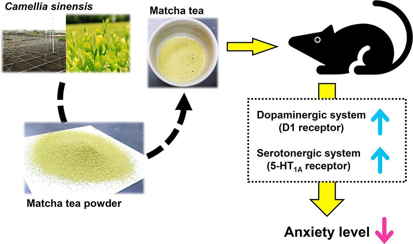 This shows a drawing of a mouse and photo of Matcha extract
