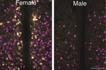This shows the difference in oxytocin neurons between male and female mice