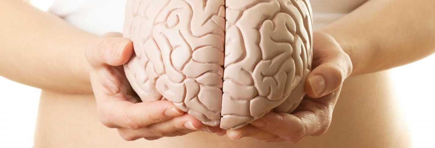 This shows a person holding a model of a brain