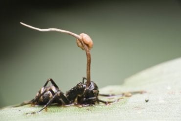 This shows an ant with a parasite attached to it