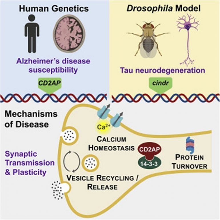 Gene linked to Alzheimer's disease is involved in neuronal ...