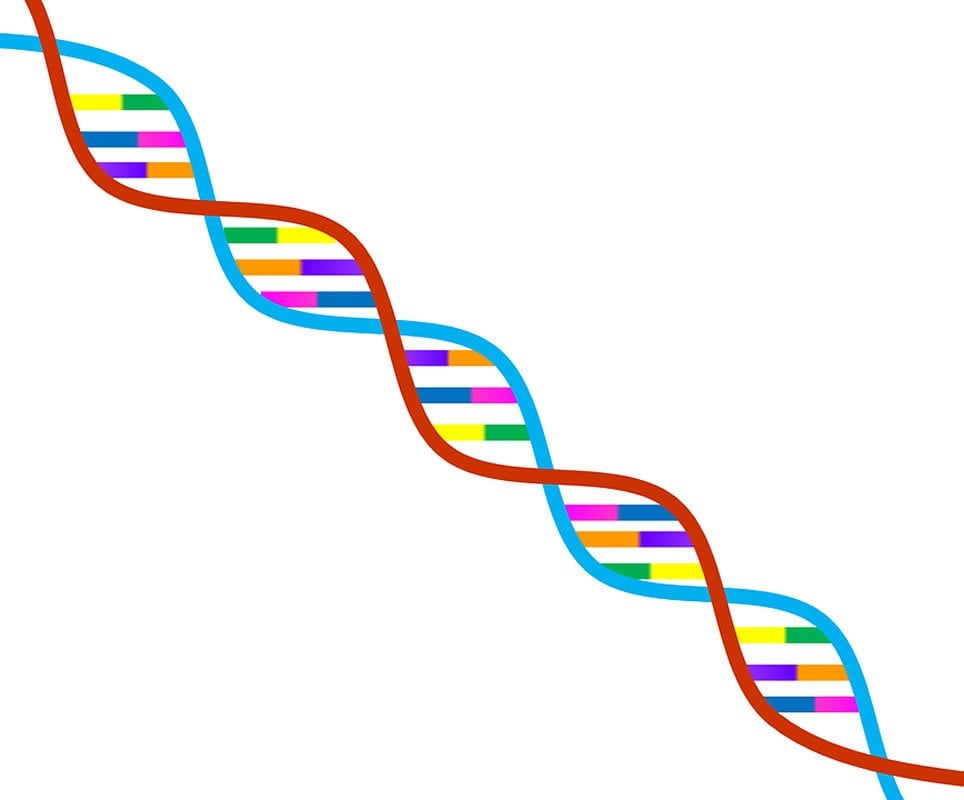 Up To 25 Of Same Sex Behavior Linked To Genes Neuroscience News 7174