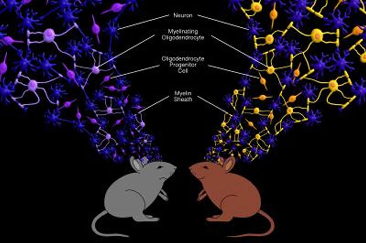 Glia, Neurobiology Journal