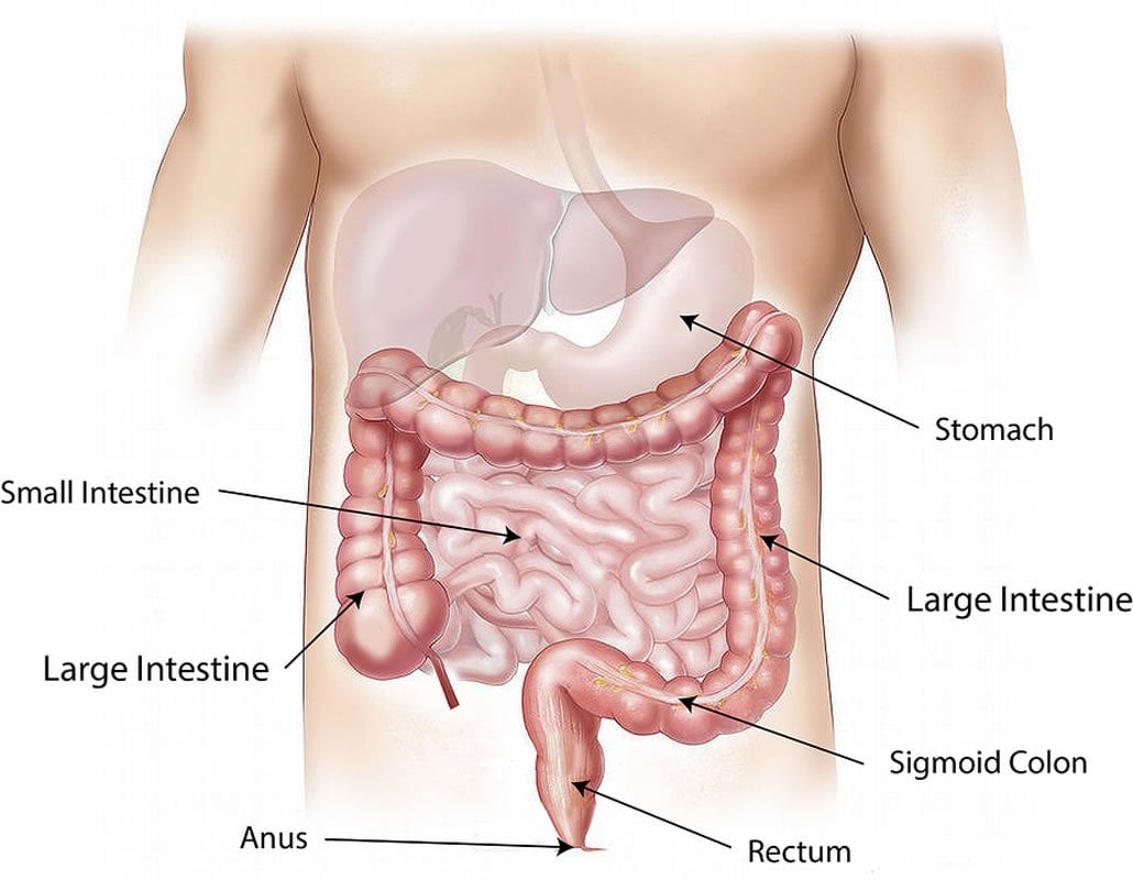 This is a diagram of the gut
