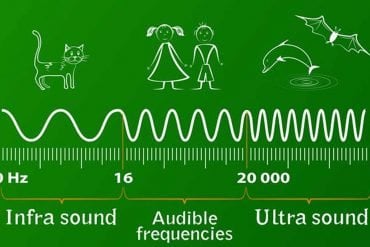 This shows how ultrasound frequency affects different mammals