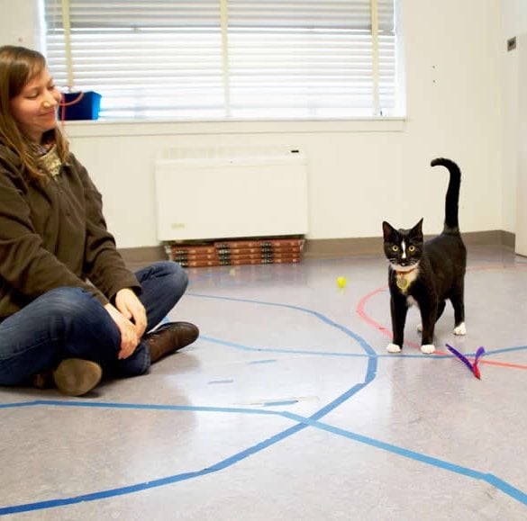 This shows the researcher and a very cute, black and white cat
