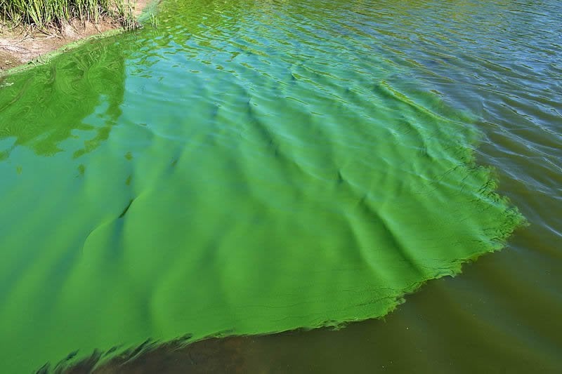 This shows cyanobacteria in a pond