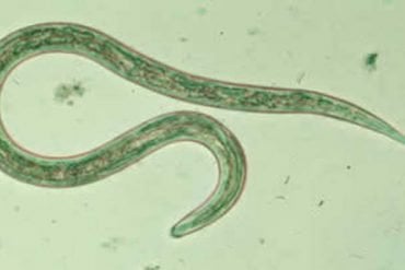 This shows a hookworm