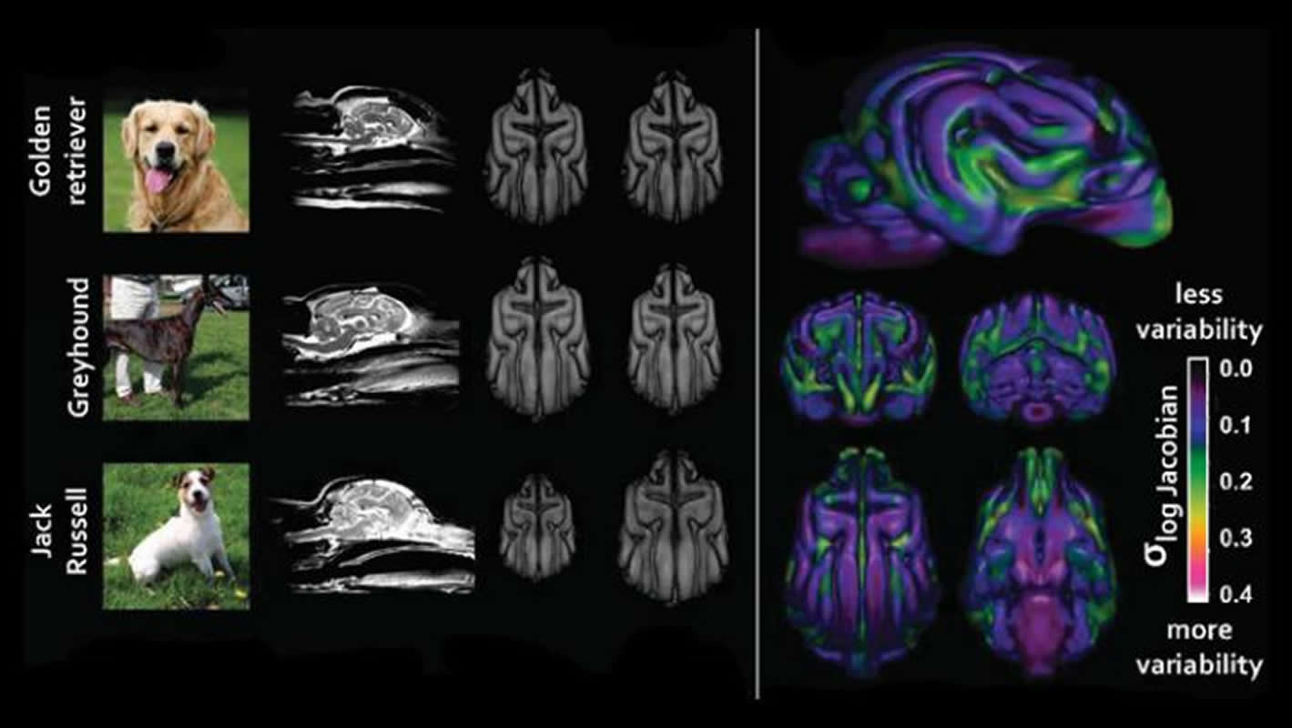 This shows different breed brain scans