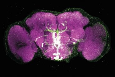 This shows the mushroom body in a fruit fly brain