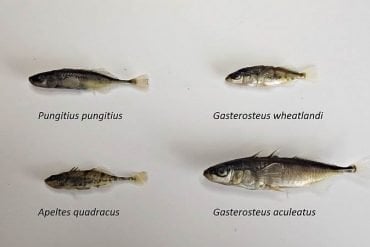 This shows stickleback fish