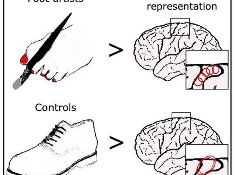 This shows the toe map in the brain
