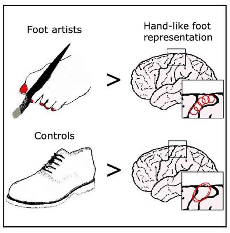 The Toes Of Artists Who Paint With Their Feet Can Be Mapped In Their Brains Neuroscience News