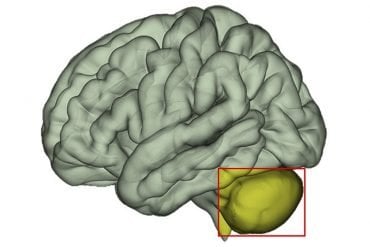 This shows a brain with the cerebellum highlighted