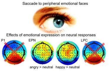 This shows an eye and EEG readouts