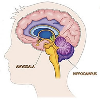 This shows the location of the amygdala and hippocampus in the brain