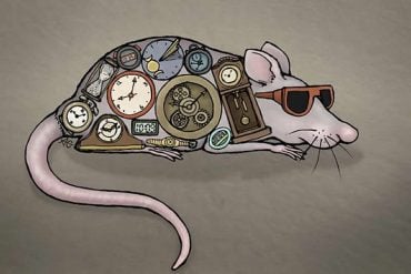 This shows a drawing of a mouse wearing sunglasses and covered in clocks