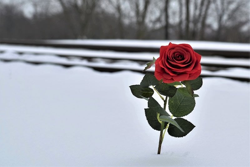 This shows a red rose in the snow