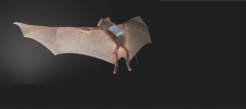 This shows a vampire bat