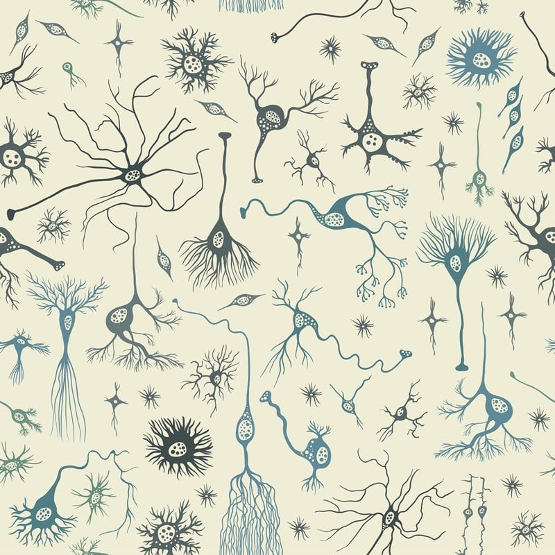 This is a drawing of neurons