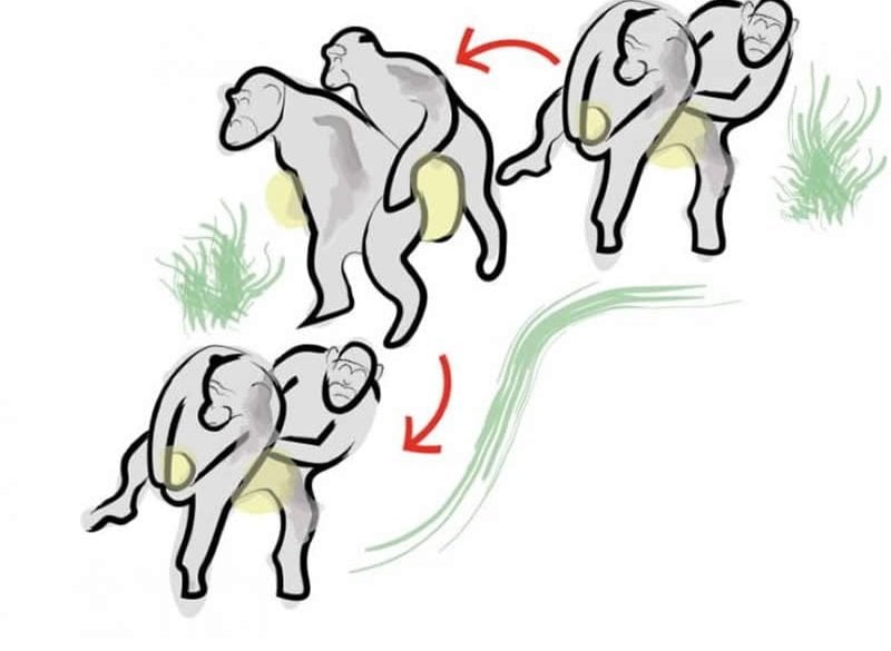 This is a drawing of the chimp conga