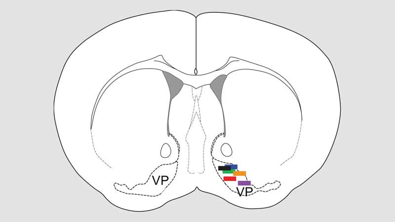 This shows the location of the ventral pallidum in the brain