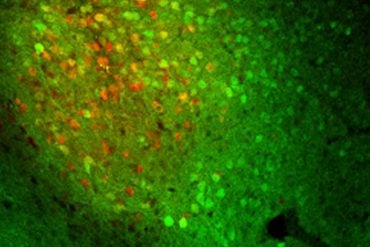 These show basolateral amygdala neurons