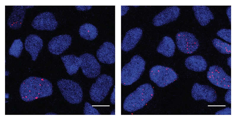 This shows stem cells from the study