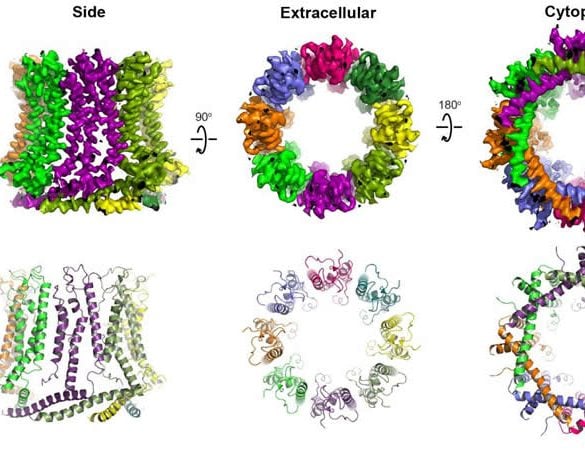 This shows images from the study