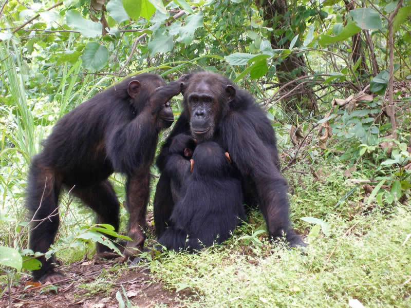 This shows a mom and daughter chimp