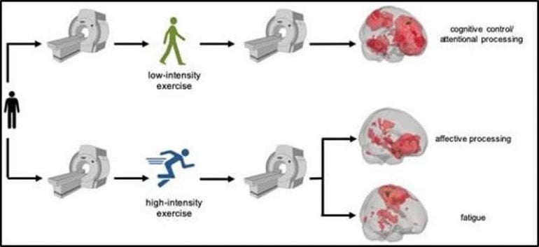 High And Low Exercise Intensity Found To Influence Brain Function High And Low Exercise Intensity Found To Influence Brain Function