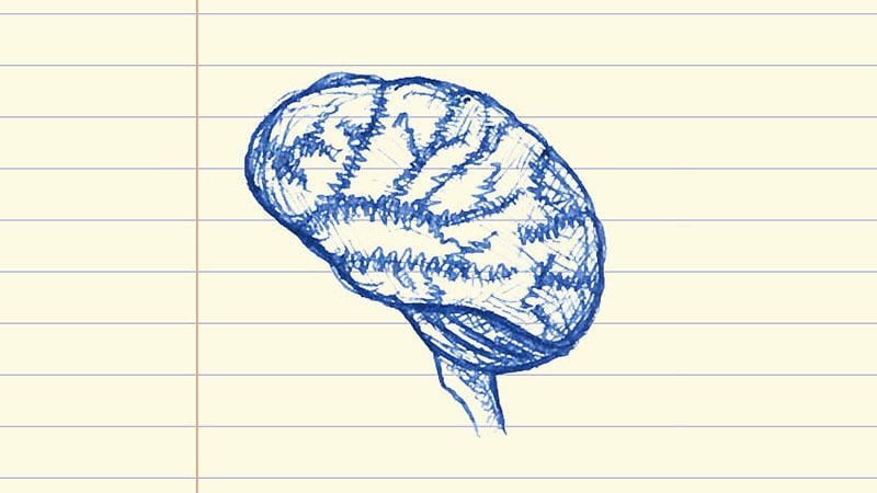 This is a pen drawing of a brain