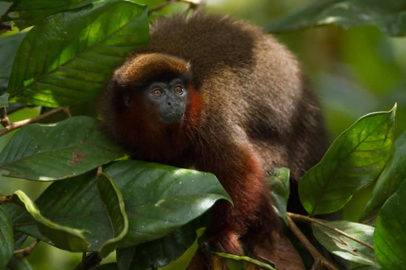 This shows a red titi monkey